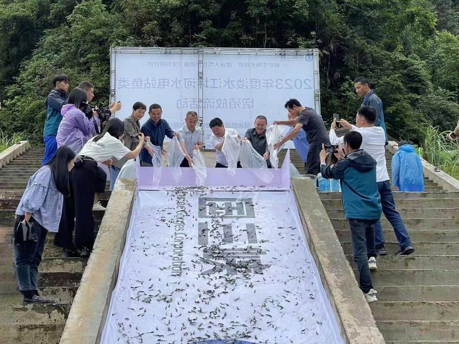 增殖放流活動(dòng)現(xiàn)場（溇水水電公司供稿）